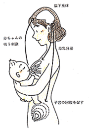 赤ちゃんが泣いたらおっぱい？！